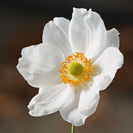 Anemone, Japanese White